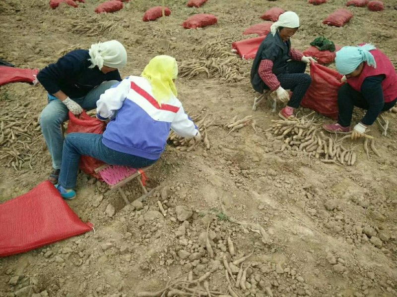山药种苗，山药苗，白玉豆苗，小白嘴，牛腿山药，
