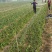 山药种苗，山药苗，白玉豆苗，小白嘴，牛腿山药，