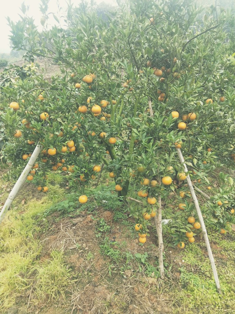 冰糖柑精选小果，需要的赶紧下单。福建省漳州市漳浦县赤岭乡
