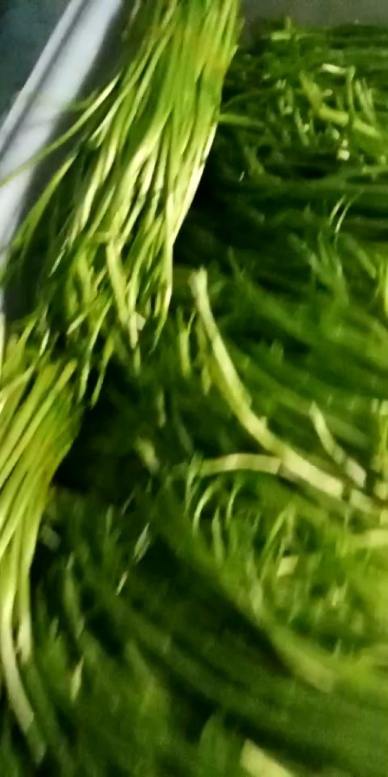 常年出售精品青芦蒿白芦蒿