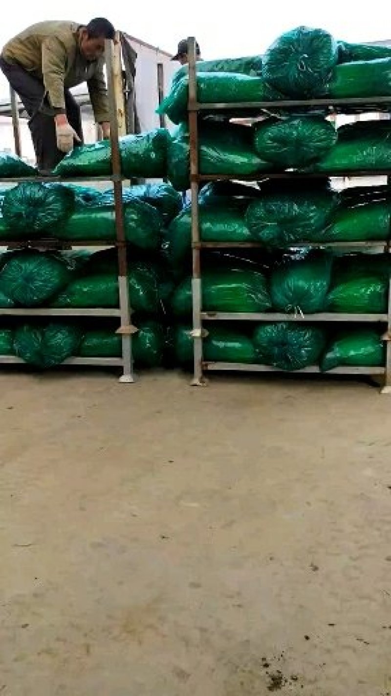 香菜65公分以上精品