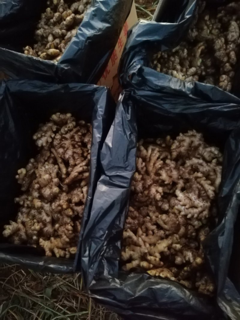 优质云南文山红土棕色土小黄姜，红土二黄姜