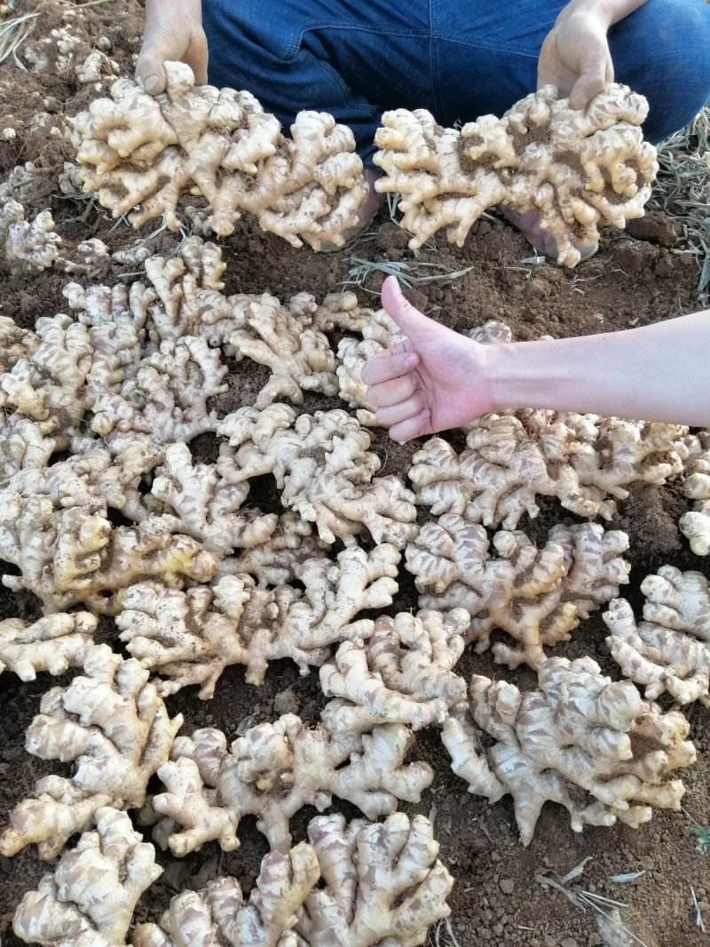 优质云南文山红土棕色土小黄姜，红土二黄姜