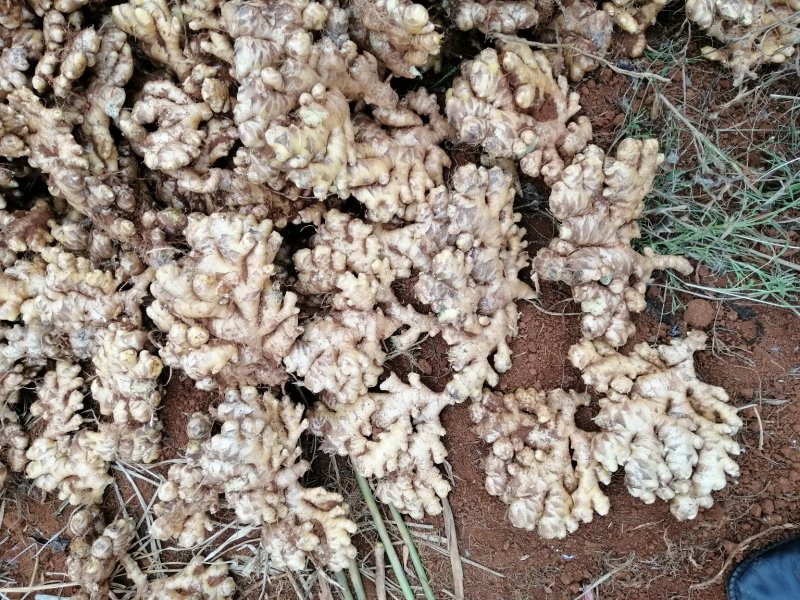 优质云南文山红土棕色土小黄姜，红土二黄姜