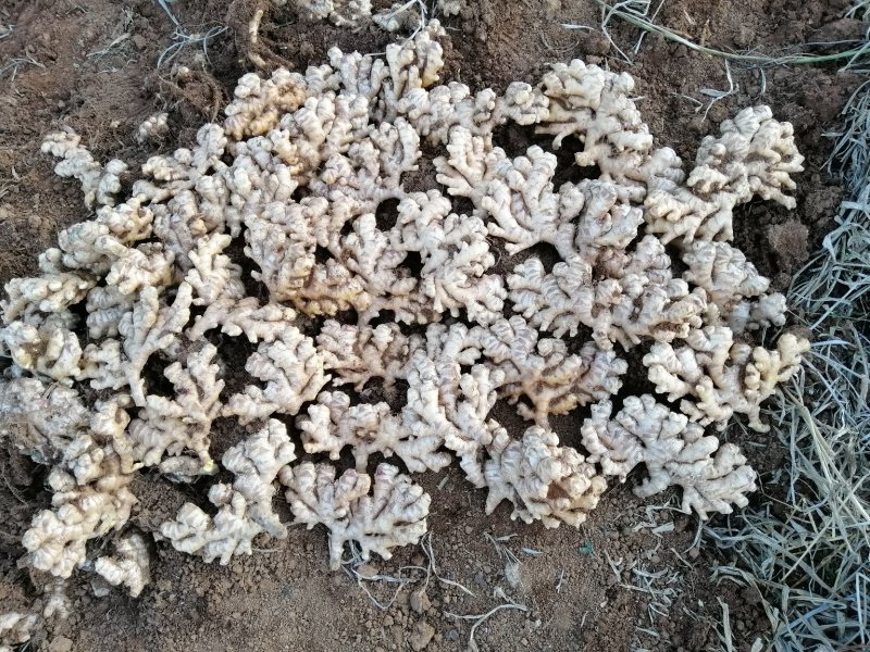 优质云南文山红土棕色土小黄姜，红土二黄姜