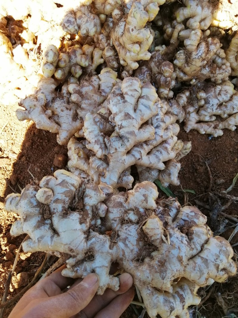 优质云南文山红土棕色土小黄姜，红土二黄姜