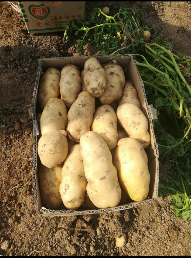荷兰十五土豆二两以上产地大量供应