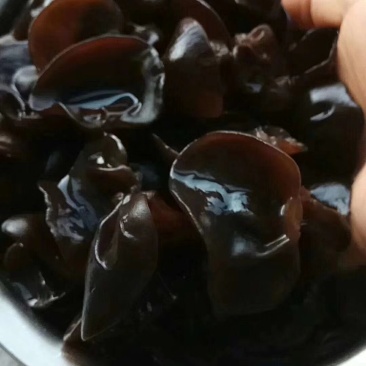 椴木耳