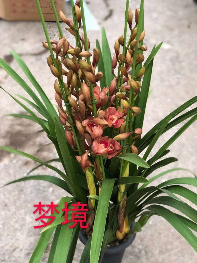 大花蕙兰