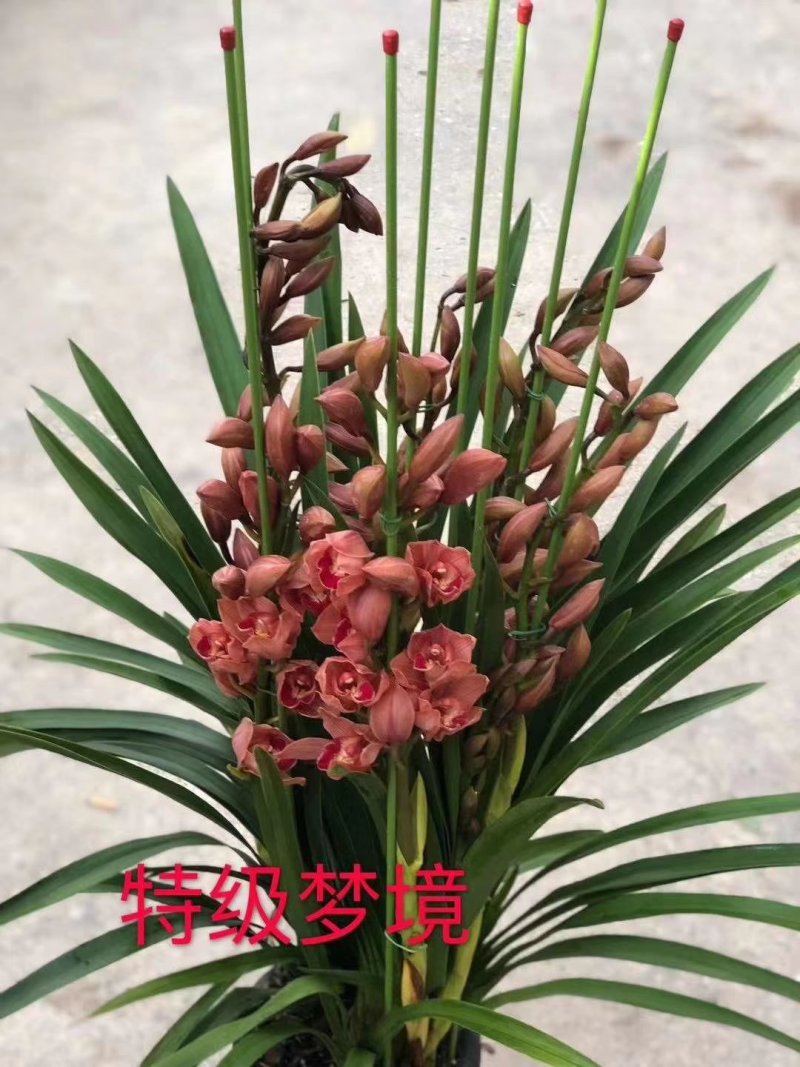 大花蕙兰