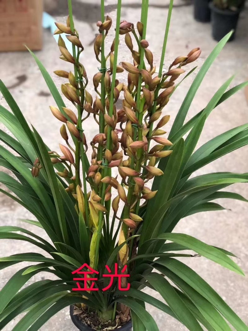 大花蕙兰