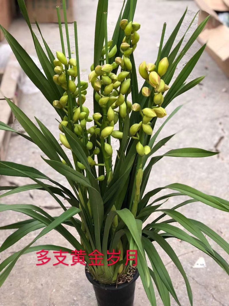 大花蕙兰