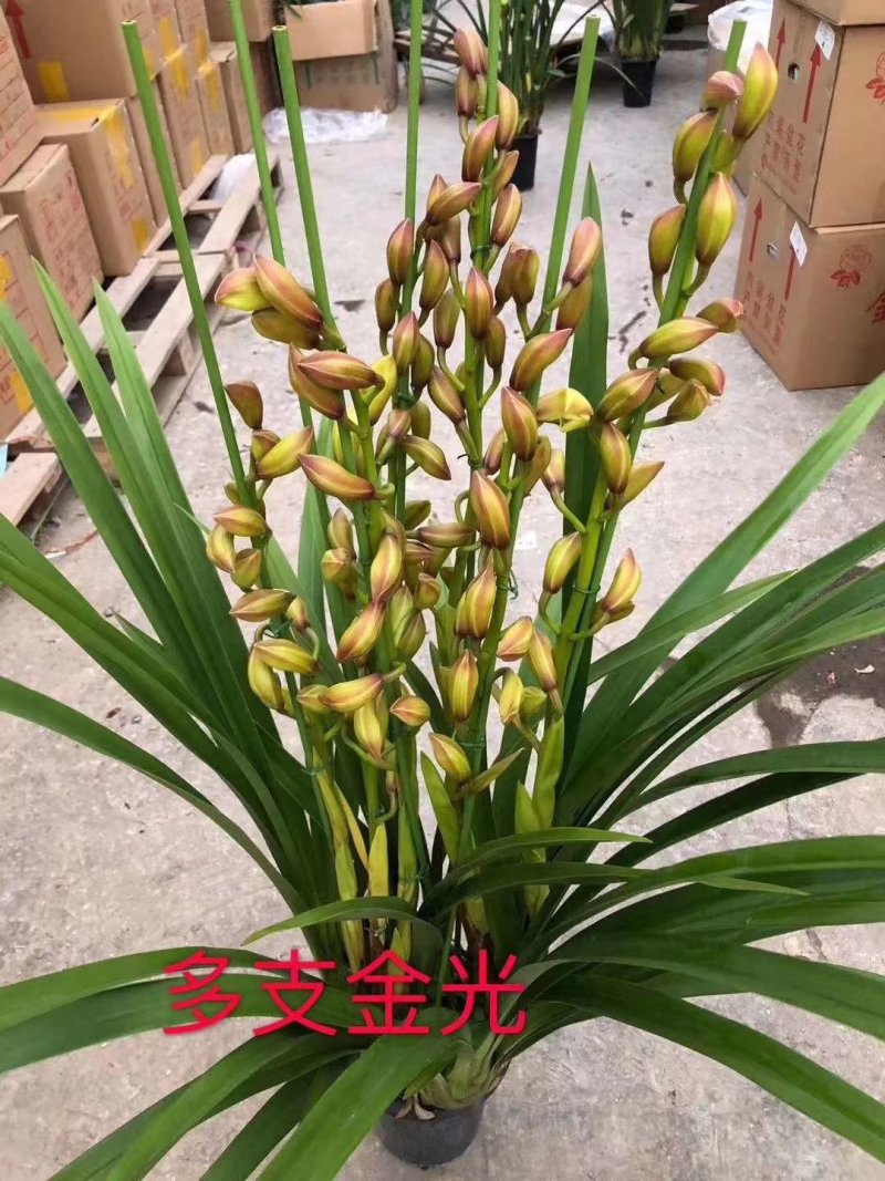 大花蕙兰