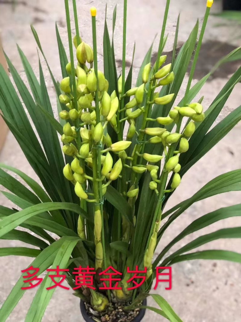 大花蕙兰
