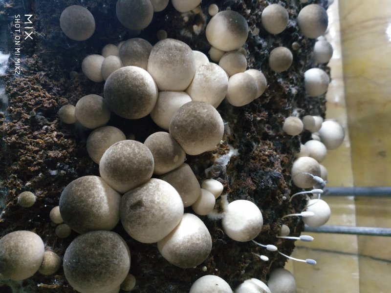 草菇