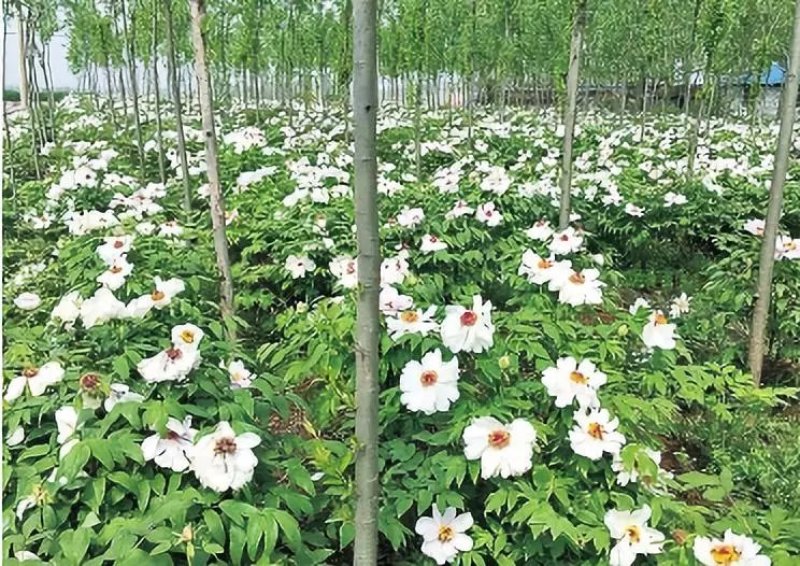 油用牡丹苗凤丹苗牡丹苗基地直销1-3年优选凤丹苗