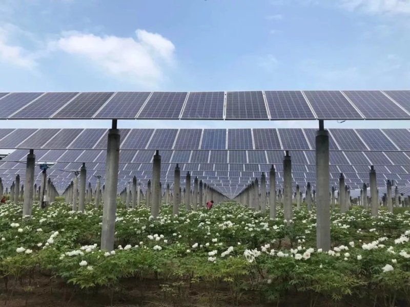 油用牡丹苗凤丹苗牡丹苗基地直销1-3年优选凤丹苗
