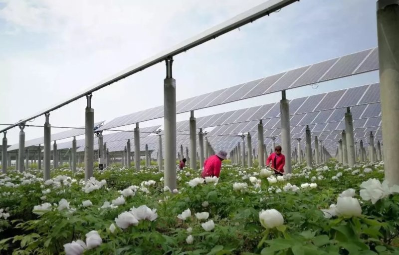 油用牡丹苗凤丹苗牡丹苗基地直销1-3年优选凤丹苗