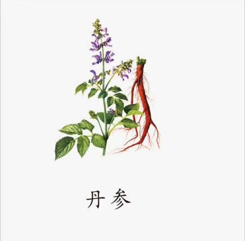 丹参苗山东丹参苗安徽丹参优质丹参种苗