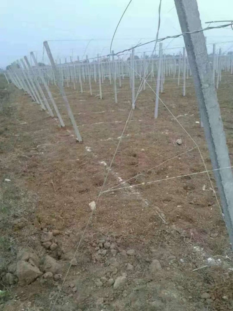 专业搭棚