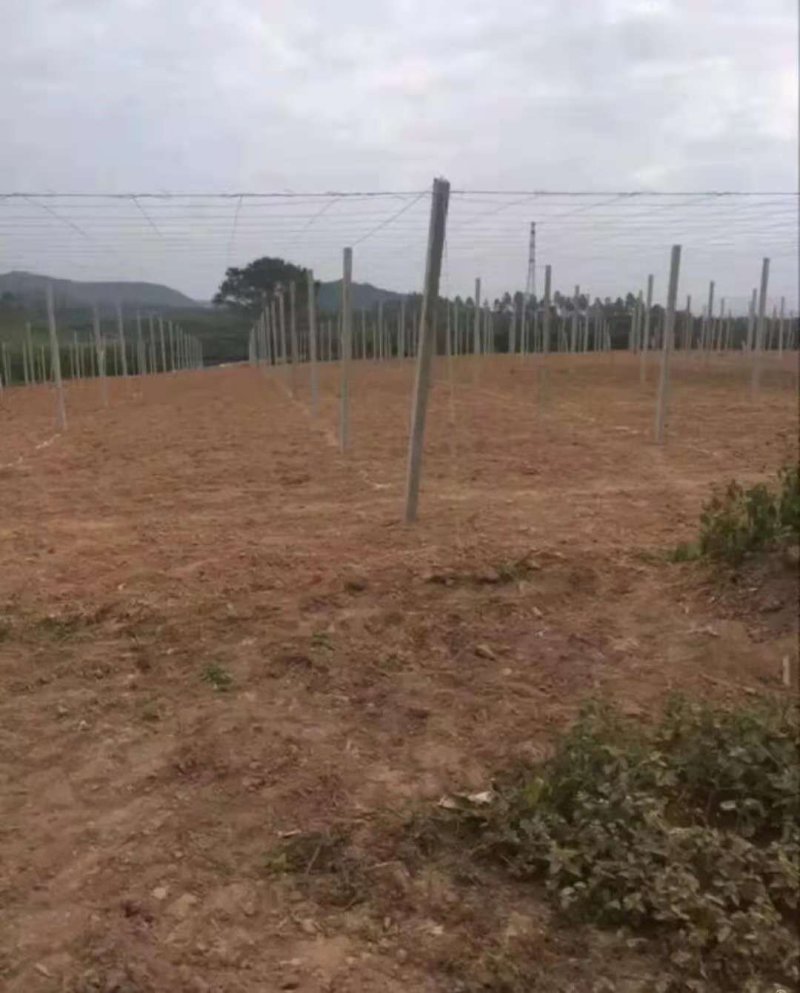 专业搭棚