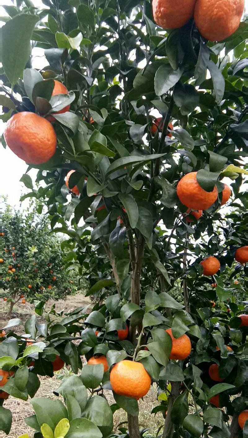 摩科特，摩科特