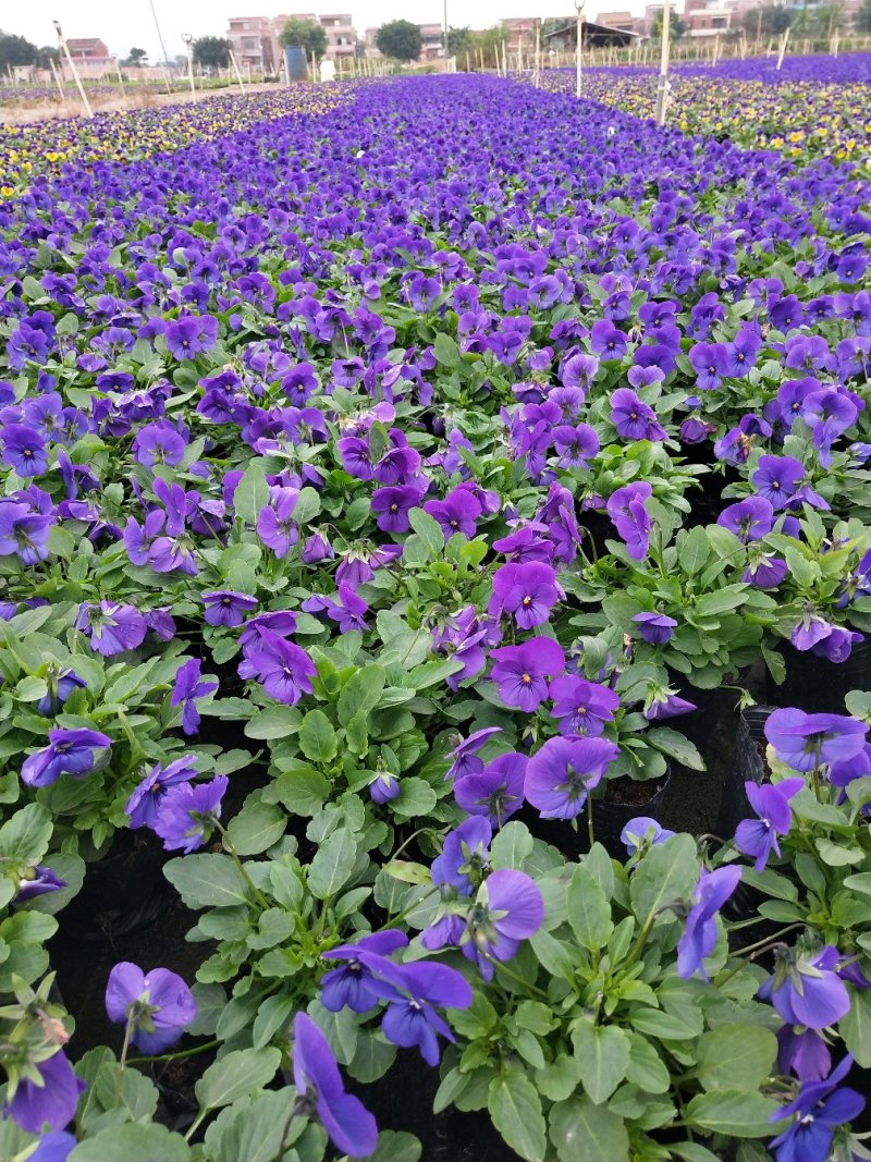 角堇，广东省佛山基地直销