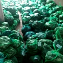 洪泽湖大闸蟹