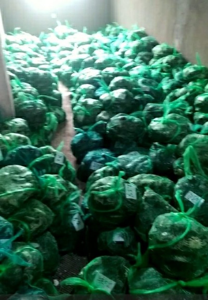 洪泽湖大闸蟹