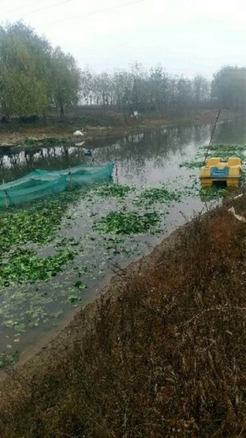 洪泽湖大闸蟹