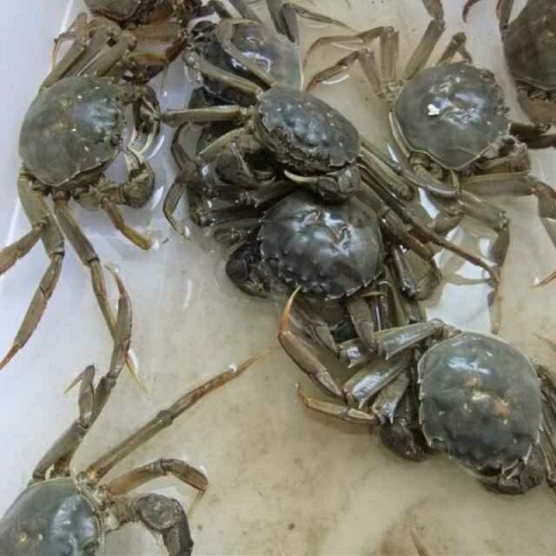 三两公发货价格