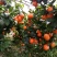 沙糖桔