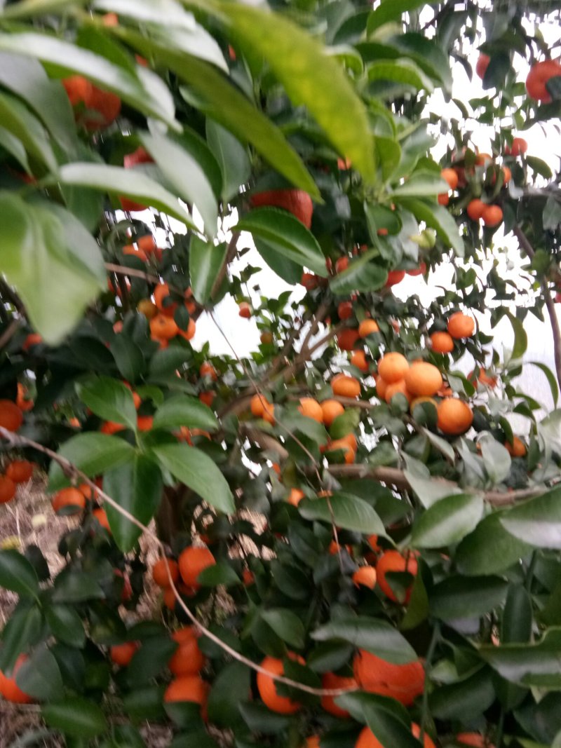 沙糖桔