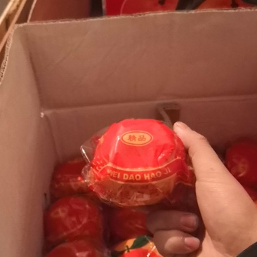 柑橘芦柑，