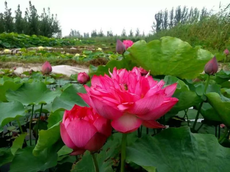 莲藕种观赏莲莲花，红色白色黄色重瓣荷花阳台景区美化环境