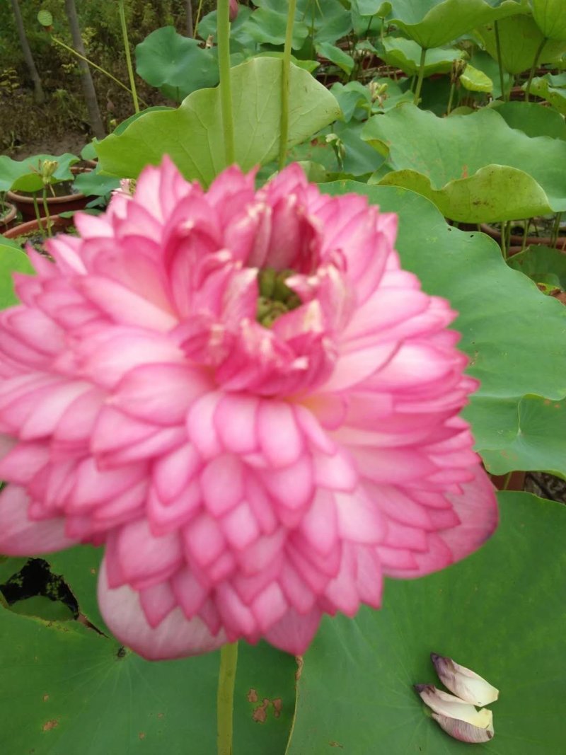 莲藕种观赏莲莲花，红色白色黄色重瓣荷花阳台景区美化环境