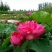 莲藕种观赏莲莲花，红色白色黄色重瓣荷花阳台景区美化环境