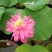 莲藕种观赏莲莲花，红色白色黄色重瓣荷花阳台景区美化环境