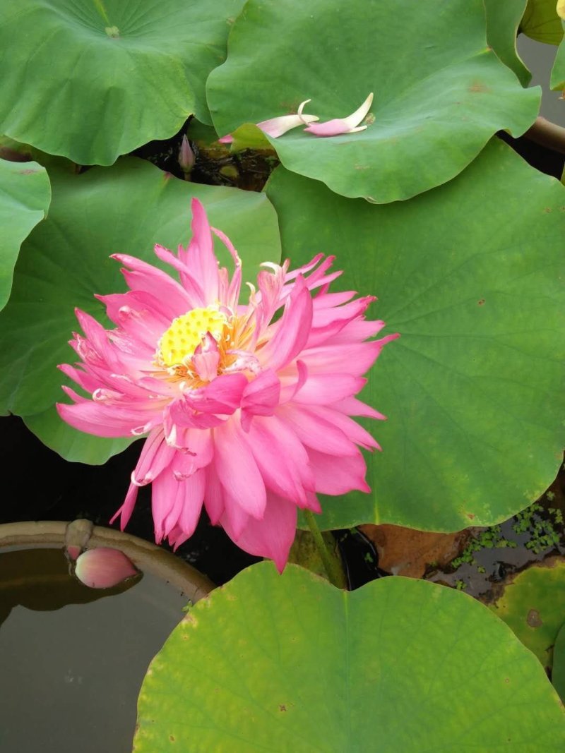 莲藕种观赏莲莲花，红色白色黄色重瓣荷花阳台景区美化环境