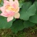 莲藕种观赏莲莲花，红色白色黄色重瓣荷花阳台景区美化环境