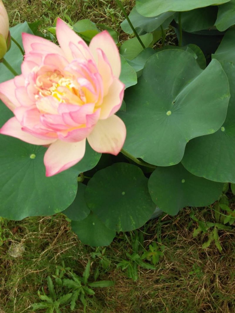 莲藕种观赏莲莲花，红色白色黄色重瓣荷花阳台景区美化环境