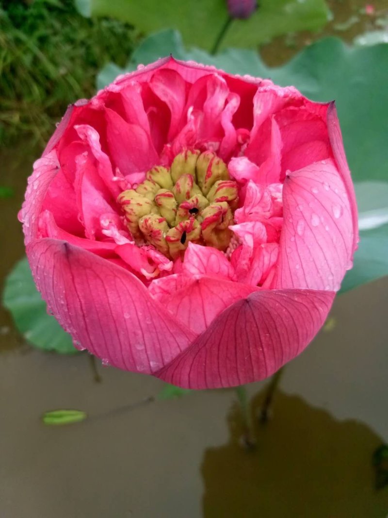 莲藕种观赏莲莲花，红色白色黄色重瓣荷花阳台景区美化环境