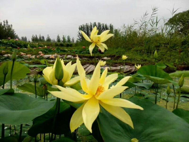莲藕种观赏莲莲花，红色白色黄色重瓣荷花阳台景区美化环境