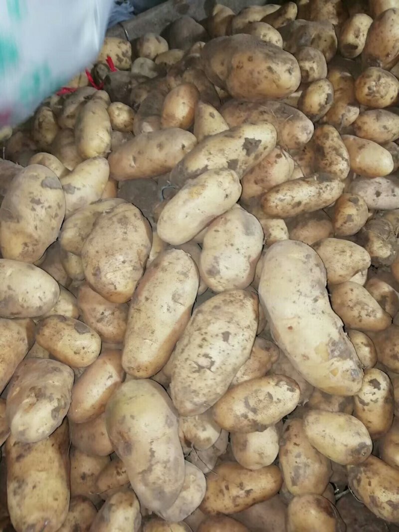 精品黄心土豆