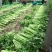 山东高温棚芹菜大量上市，色泽绿无黄叶，品质好