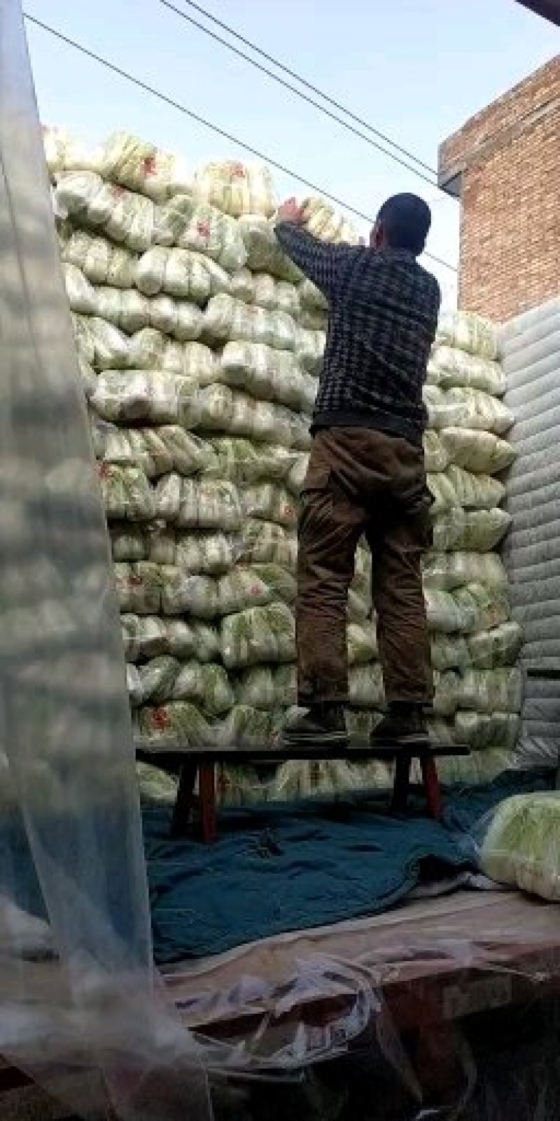 千亩娃娃菜大量供应产地直供货源充足质优价廉