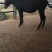 肉驴