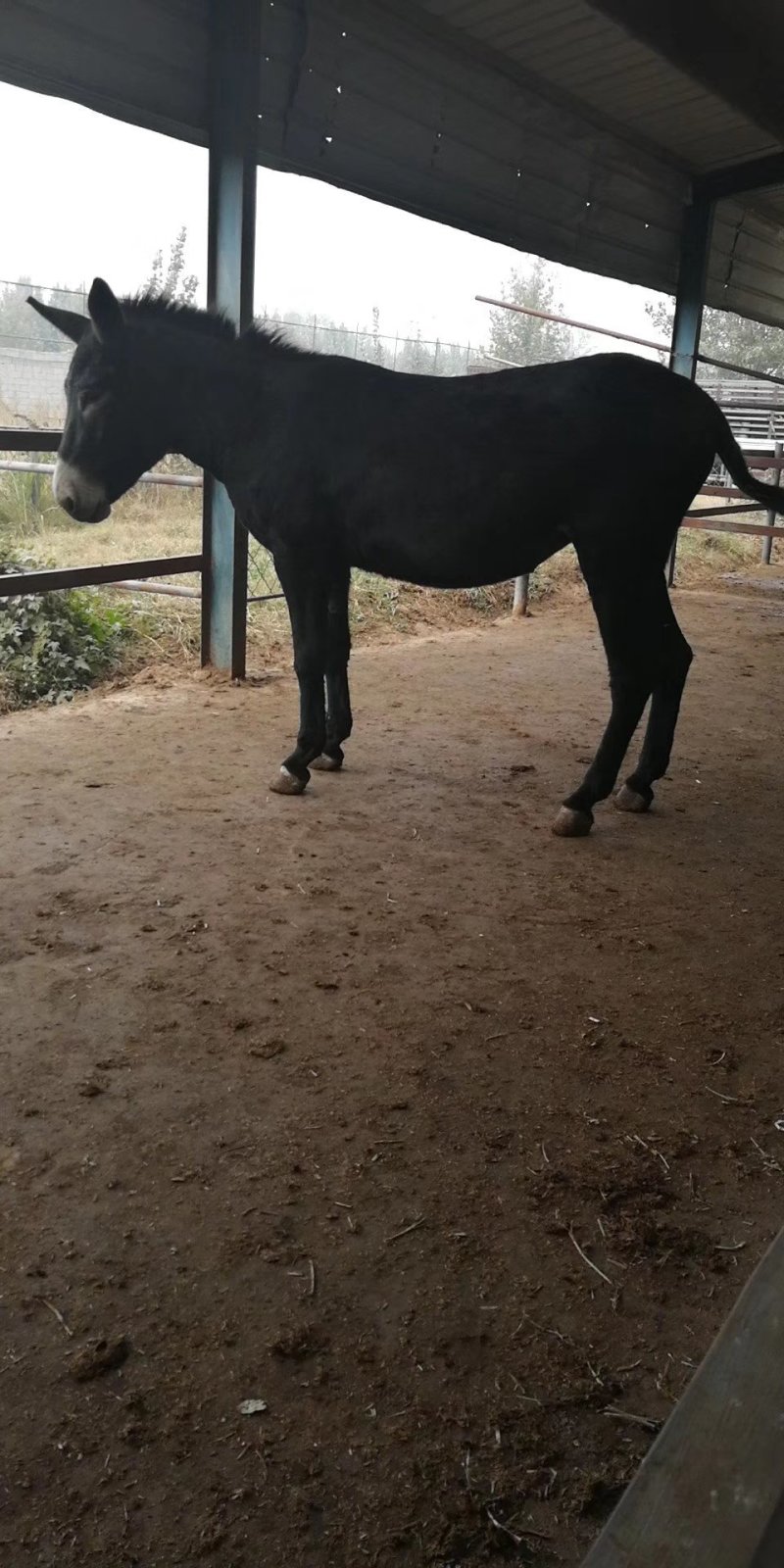 肉驴