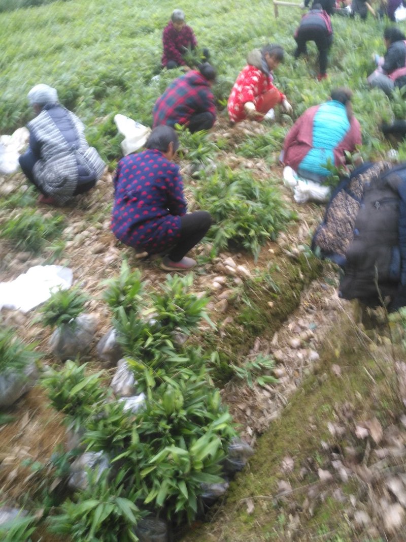 楠竹苗楠竹杯苗，一手种植户量大价优全国发货欢迎合作