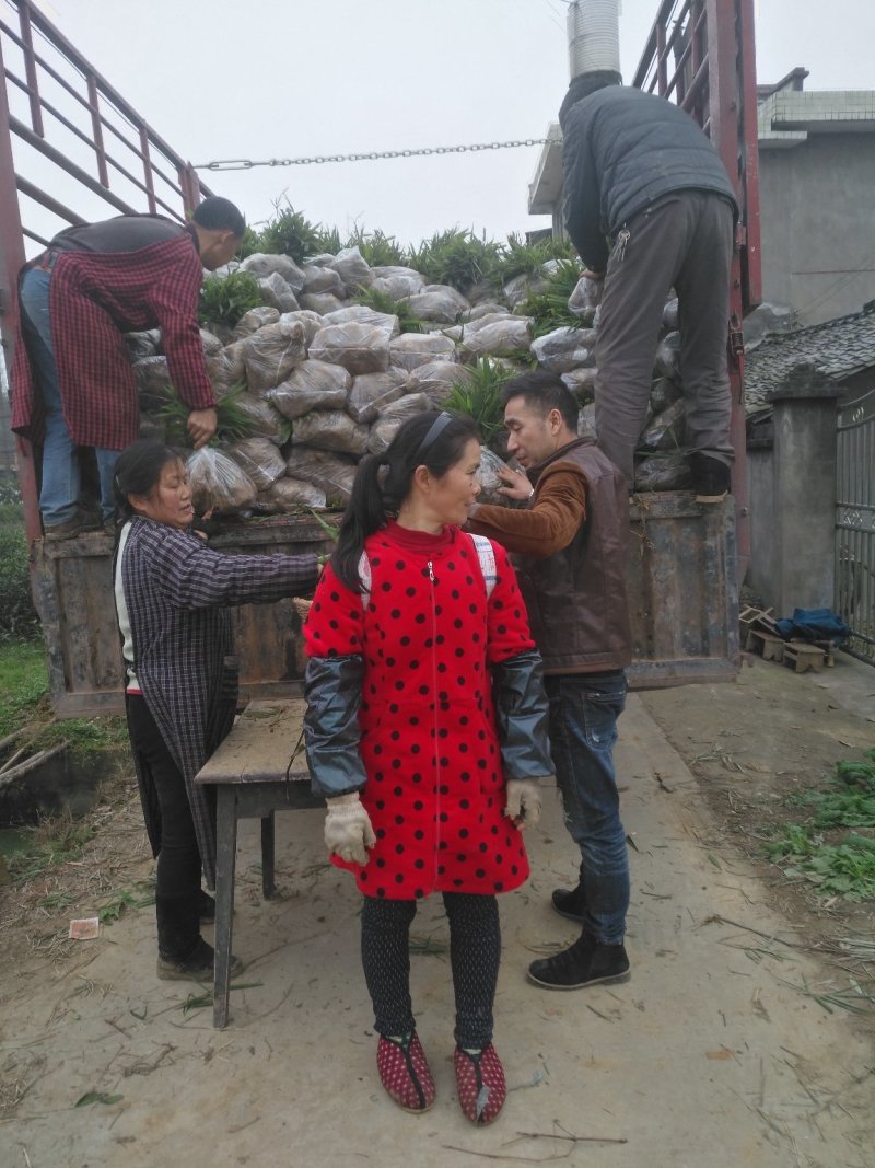 楠竹苗楠竹杯苗，一手种植户量大价优全国发货欢迎合作